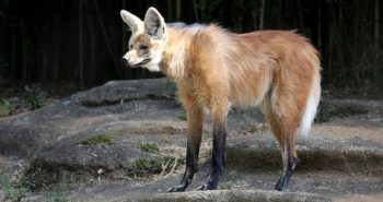 lobo-guará em pé